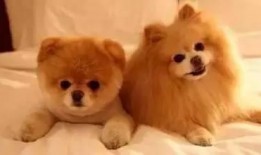 狗狗最新爆料文案,宠物界的最新爆料大公开！